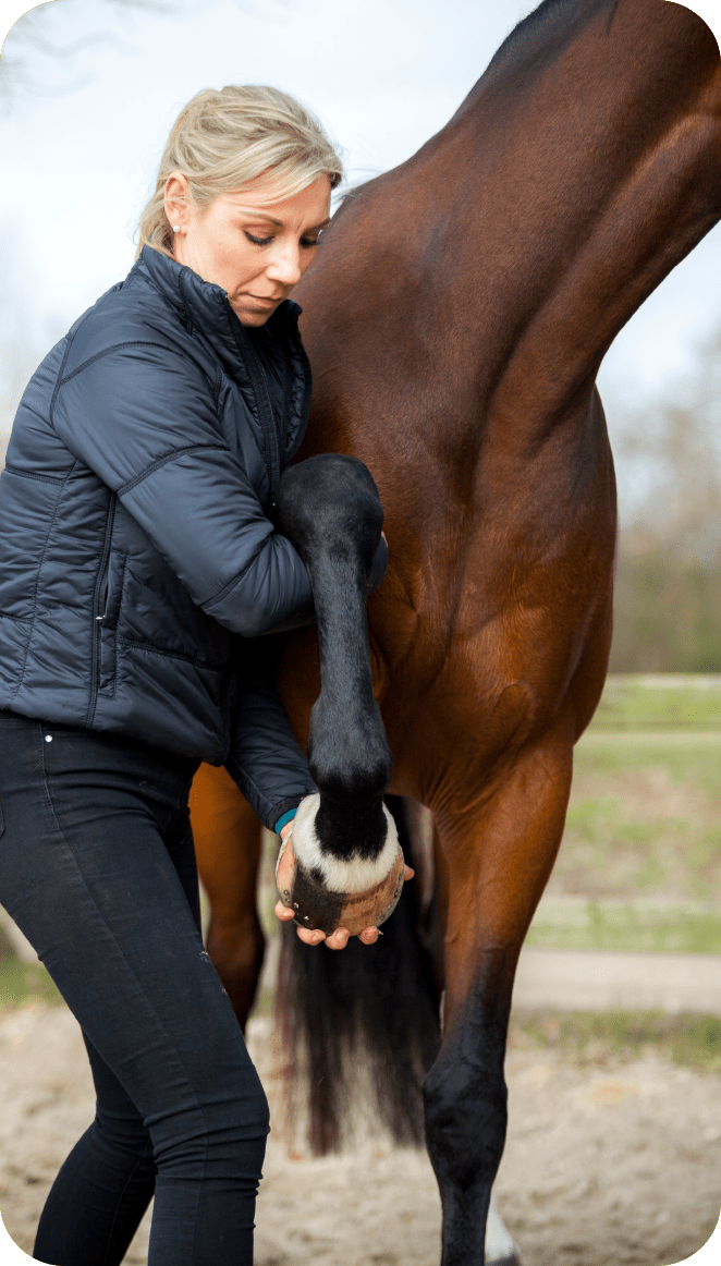 AMFT-therapie-horse-dynamics Yoni Blom voert een fysiek onderzoek uit met het voorbeen van een bruin paard om de schoudermobiliteit te controleren
