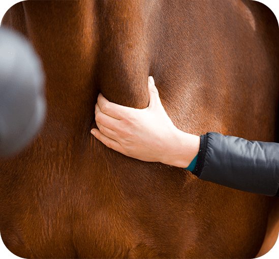 Artro-myofasciale_neurofeedback-therapie Yoni Blom, paardenfysotherapeut, palpeert de hals van een bruin paard.