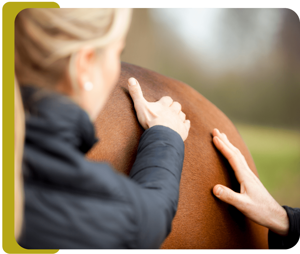 hoe-gaat-het-in-zijn-werk Yoni Blom palpeert een paard op zijn achterhand