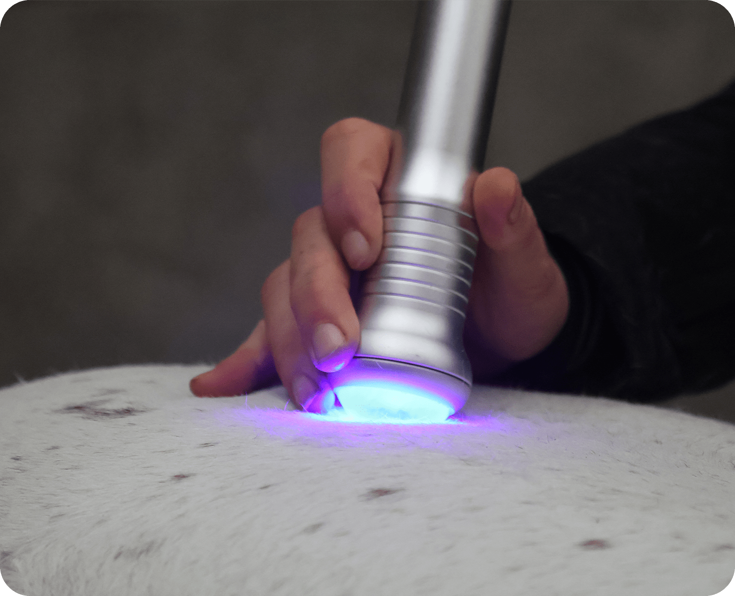 Yoni Blom gebruikt de high power laser om een wit paard te behandelen op zijn achterhand.