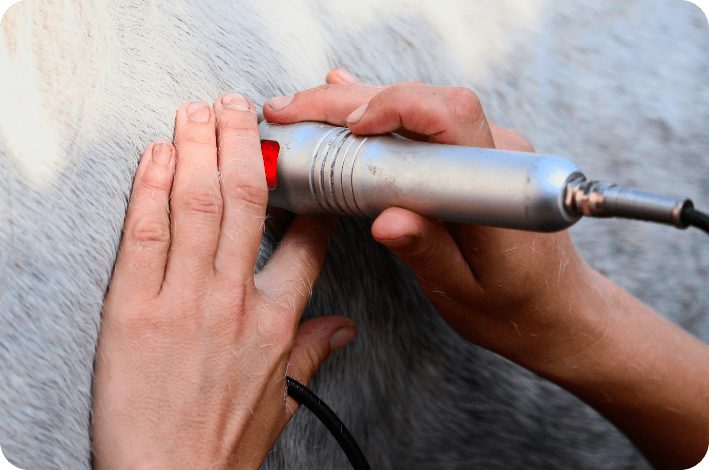 Ingezoomde foto van Yoni Blom's handen die een wit paard behandeld met de high power laser.