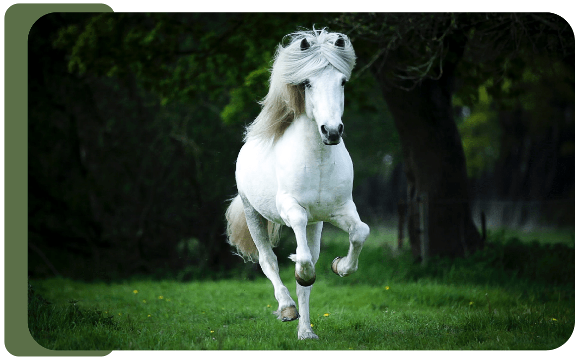 quote Een fit, atletisch wit paard wat naar ons toe komt gegaloppeerd in de wei.