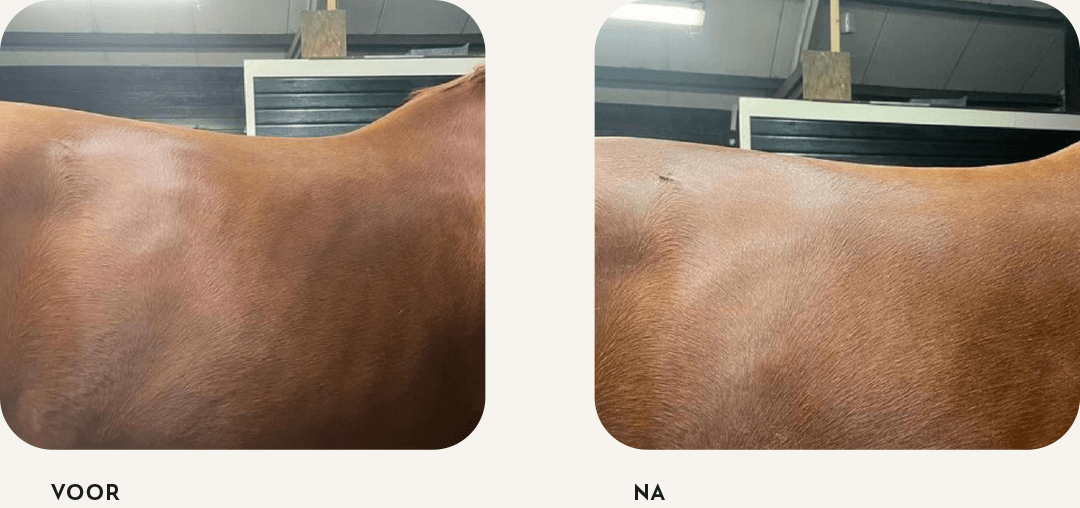 voor-na Voor- en na-foto: voor-foto van een voskleurig paard met een slappe, zwakke rug en wervelkolom, naast een na-foto van hetzelfde paard met een sterke, gezonde rug.