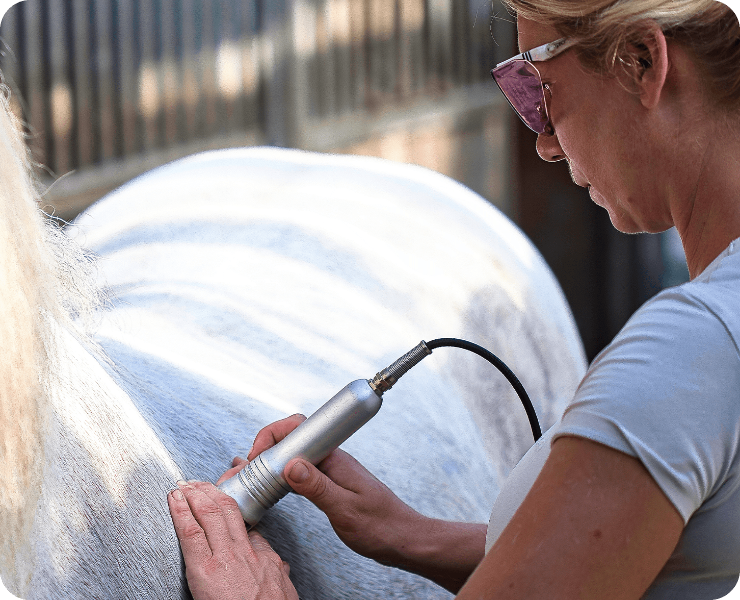 Yoni Blom gebruikt de high power laser om een wit paard te behandelen op zijn rug.